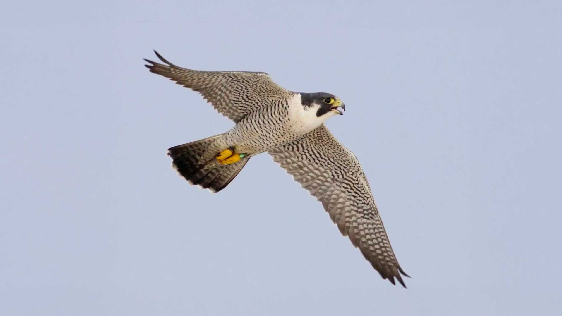 Actividades de cetrería en EcoCaza 2025