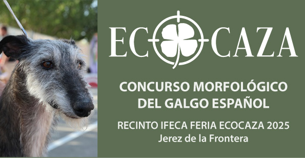 Concurso Morfológico del Galgo Español 