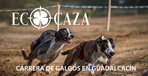 Carrera de galgos 
